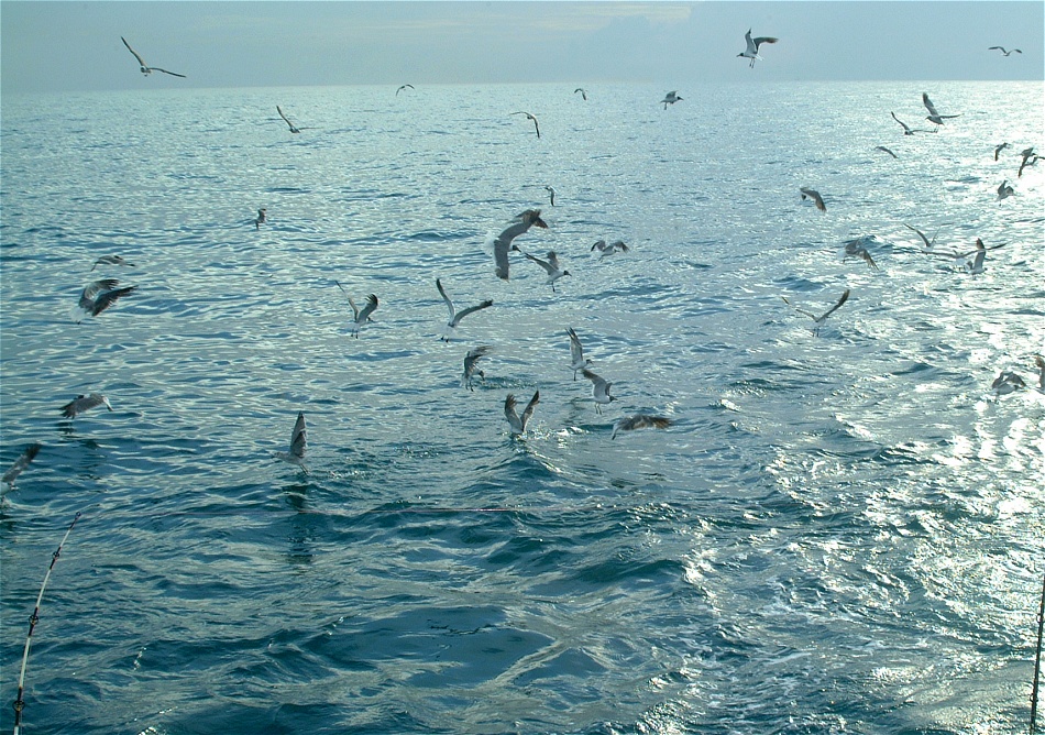 (16) Dscf2641 (seagull feast at sea).jpg   (950x668)   374 Kb                                    Click to display next picture